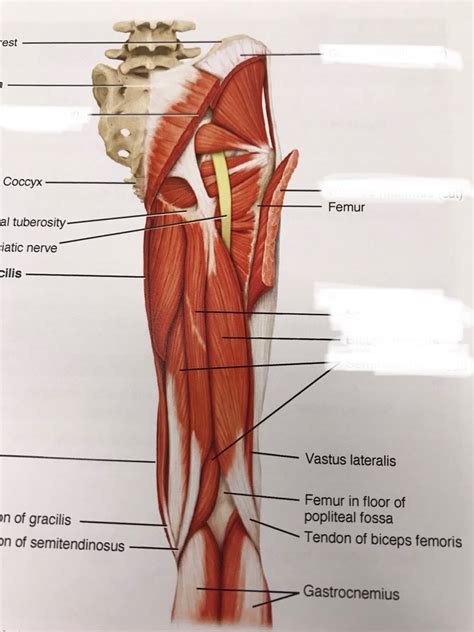 Posterior thigh Diagram | Quizlet