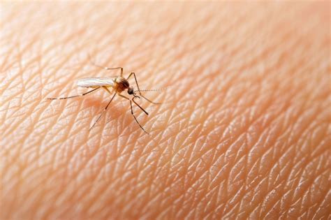Highly detailed mosquito | AI-generated image