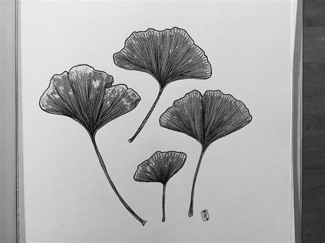 Ginkgo Tree Drawing at PaintingValley.com | Explore collection of ...