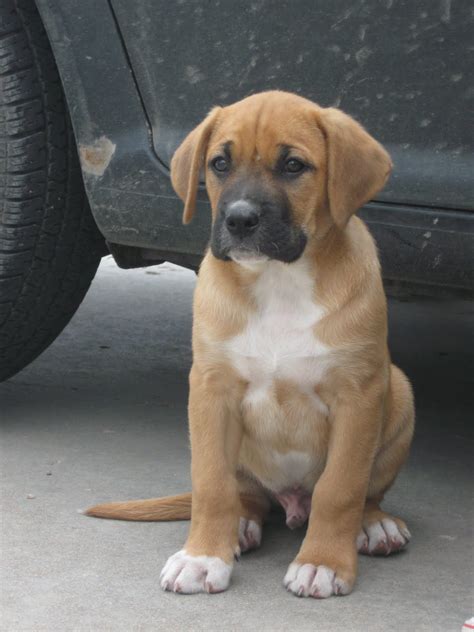 Lab Boxer Puppy at Violet Charette blog