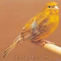 fife canary