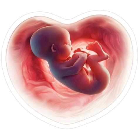 Heart Shaped Womb 4