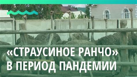 Рассказываем, как работает барнаульское «Страусиное ранчо» в период ...