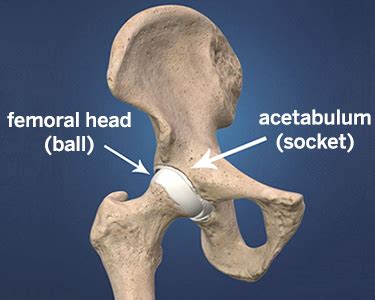 hip joint anatomy anatomy  hip joint chart joint anatomy series images