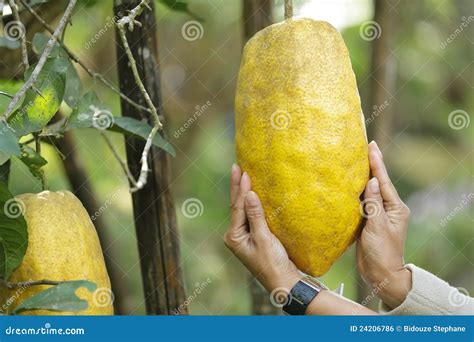 giant citrus fruit stock photo image  hands hanging