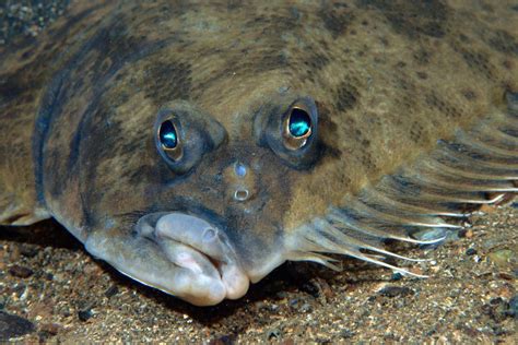 Peixe Com Dois Olhos Do Mesmo Lado - Como os peixes como o linguado veem o fundo do mar?