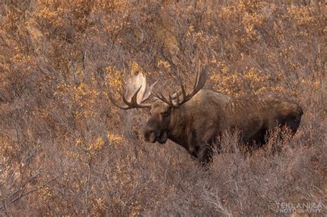 Fall in Alaska – Wilder Alaska – Teklanika Photography Field Journal