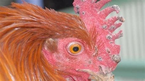 Doenças De Galinhas E Seus Sintomas - Doenças de galinhas, virais e seus sintomas