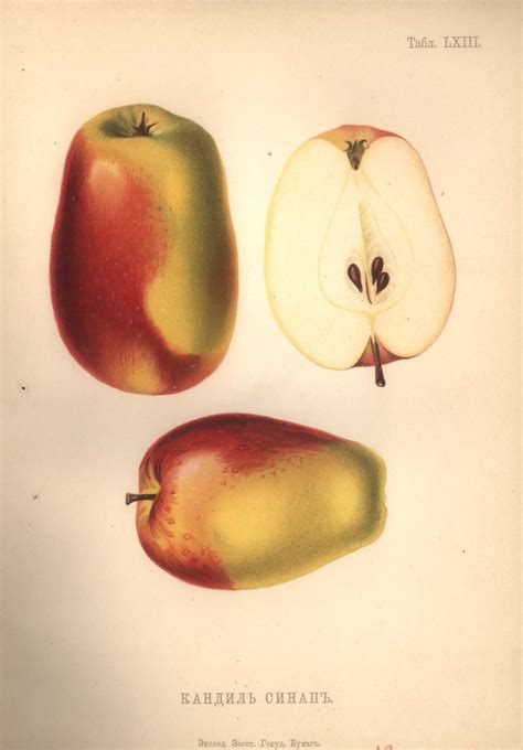 Kandil Sinap apple