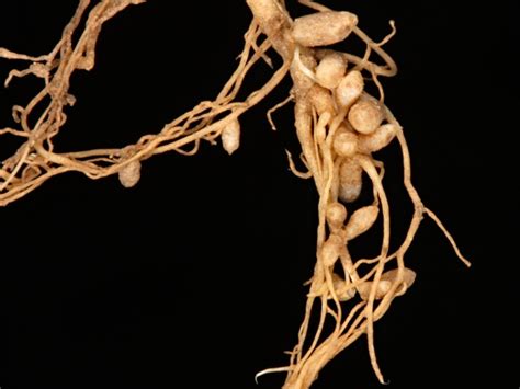 Clover root nodules – Symbiosis Agriculture