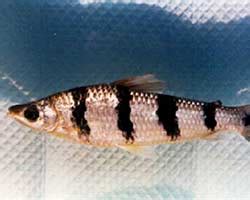Аностомусы (Anostomidae) - фото и описания видов