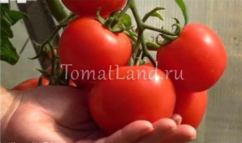 Томат Любаша: описание и характеристика, ОТЗЫВЫ (41), фото
