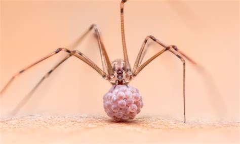 long legs poisonous  david greenfield blog