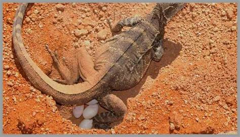 lizard eggs  amazing facts