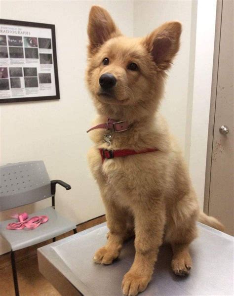 Golden Shepherd Dog Breed Information - All You Need To Know | Dog ...