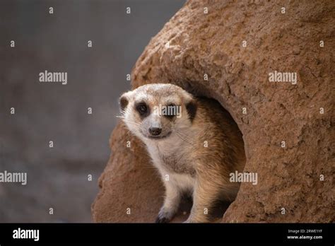 Zoo animal enclosures hi-res stock photography and images - Alamy