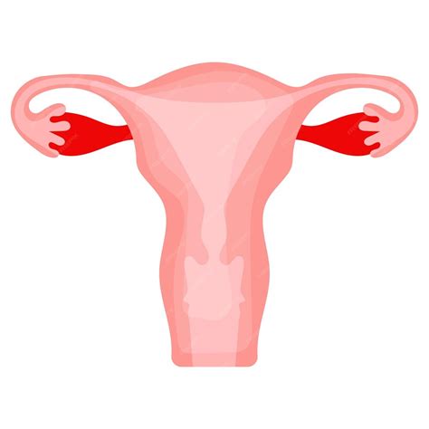 premium vector women reproductive system vector design organ system