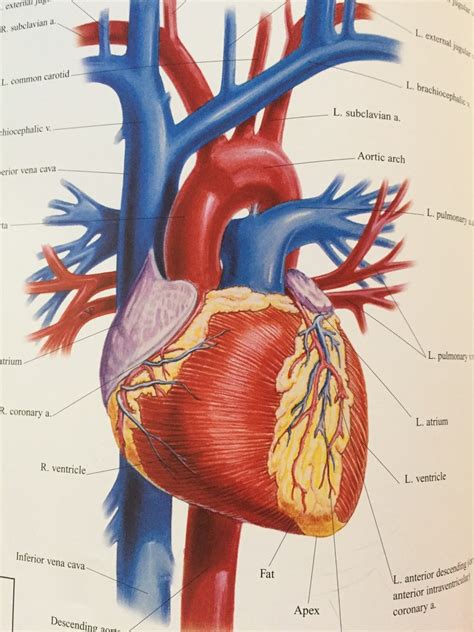 heart anatomical view diagram quizlet