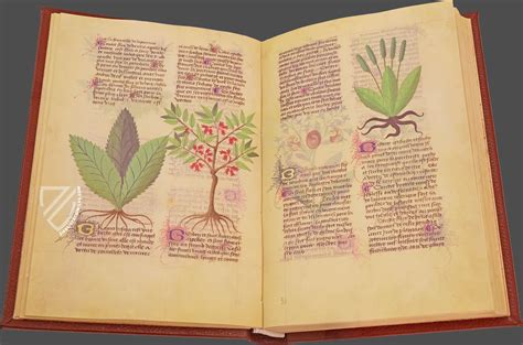 Fascination of Medical Plants - Ziereis Facsimiles