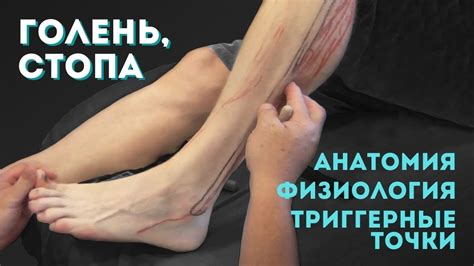 Голень, голеностоп. Физиология, биомеханика, анатомические особенности ...