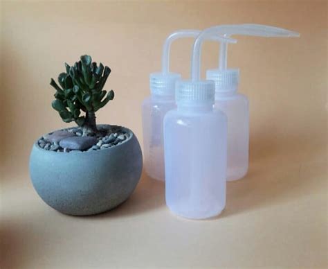 Vasanta_phytodesign - 🚿Лейка для полива кактусов и суккулентов🌵 - это ...