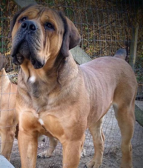 Boerboel Puppies - revelation boerboels