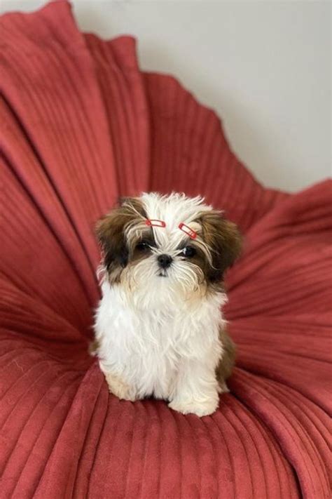 teacup shih tzu Shih Tzu Puppy, Shih Tzus, Teacup Shih Tzu, Dog Hammock ...