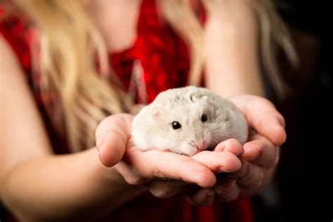 10 Innocent Pet Mistakes Made by Kids That Have Pricey Consequences