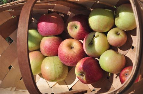 Apple Picking In And Around Asheville: The Best Apple Orchards - About ...