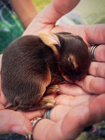 Newborn Bunny