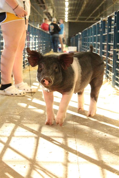 Pig breeds – ProAgri Media