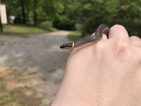 a little friend has been found! [ring-necked snake] : r/snakes
