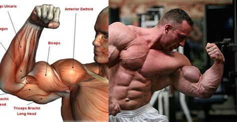 10 Tips for Massive Bicep Growth