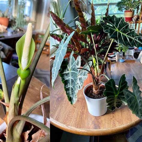 The flower on my Alocasia Polly opened up this morning! So proud of ...