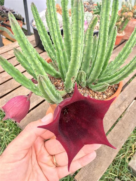 stapelia leendertziae black bells  stem cutting etsy