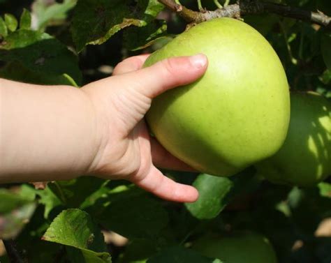 places   apple picking  washington places   apple