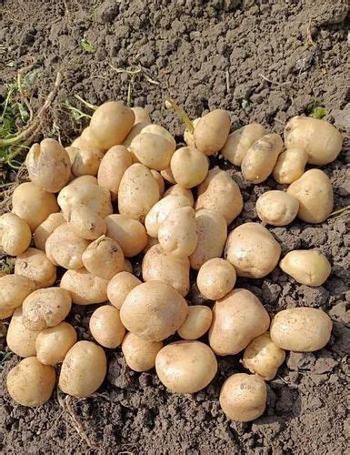 A Grade Fresh Potato at Rs 16/kg in Pune | ID: 2853526954391