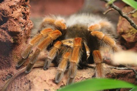 Spider Animal - Free photo on Pixabay - Pixabay