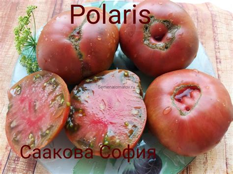 Polaris Полярная Звезда или Поларис — Семена Томатов