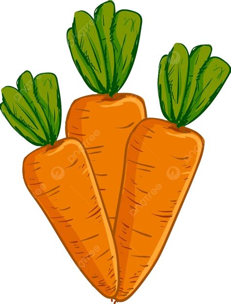 Vector Or Color Illustration Of Three Carrots Grouped Together Vector ...