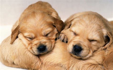 cute dog wallpaper