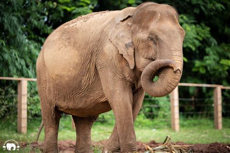 Elephant Fah Mui - Save Elephant Foundation