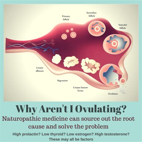 Anovulation - Lack of ovulation - Toronto Infertility Naturopath