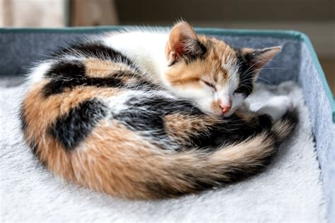rare unicorn cat   rescue center newsweek