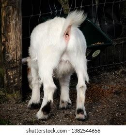 goats butt images stock  vectors shutterstock