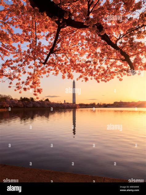 Sunrise at the tidal basin during the cherry blossom bloom Stock Photo ...