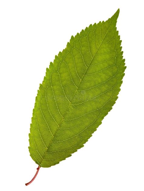 cherry leaf stock photo image  leaves tree leaf