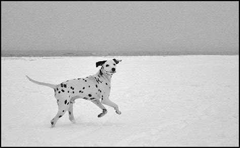 snow scenes - dalmatian by electrofreek on DeviantArt