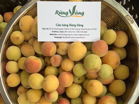 Trái Mơ rừng tươi Tây Bắc, quả mơ bán từ Hà Nội đến TP HCM