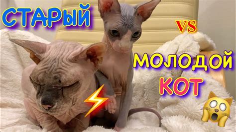 СТАРЫЙ и МОЛОДОЙ КОТ 😱 КТО ПЕРЕПРЫГНЕТ СТЕНУ из БУМАГИ? - YouTube